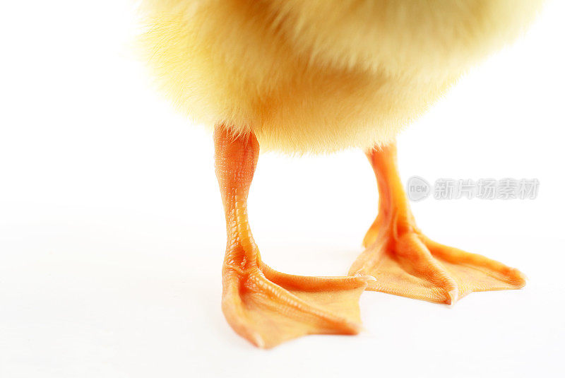Cute yellow duck foots